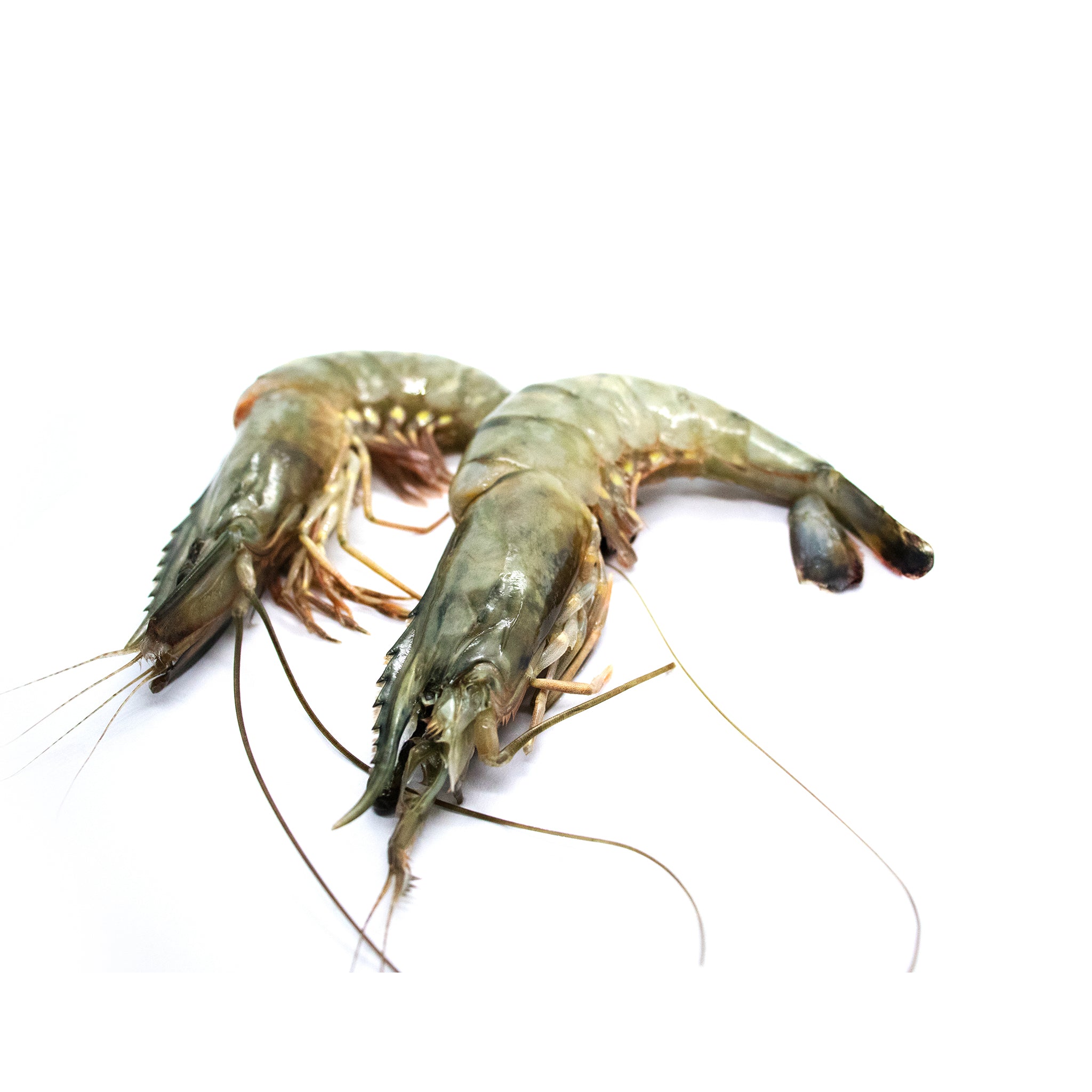 Black Tiger gamba's 6/8 - met kop