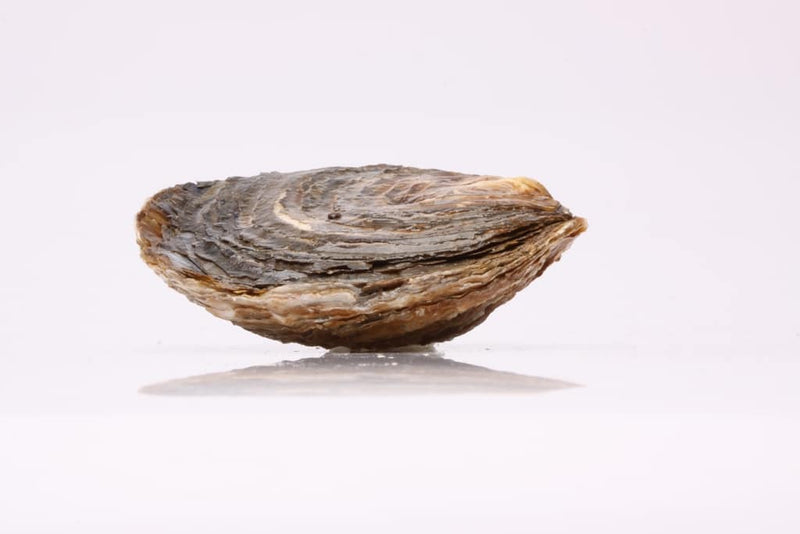 Platte oester 000
